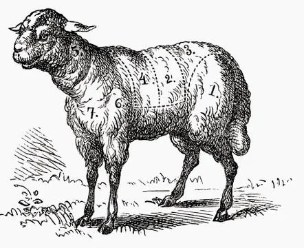 Lamb (illustration) Illustrazione stock