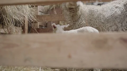 Lamb Jumping Around in a Barn Pen Seen Through a Gap Between Wooden Boards 動画素材 345233271