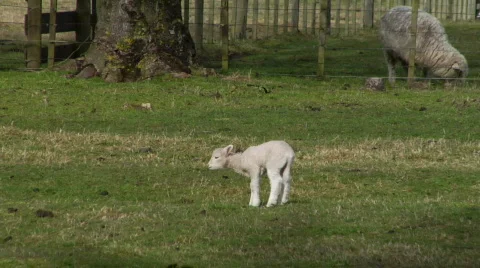 Lamb Keeping Clean Stock-Footage 331782