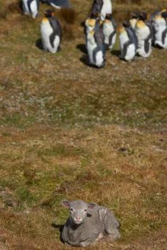 Lamb with King Penguins Stock Photos