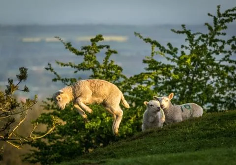 Lamb leaping from a Dovers Hill Stock Photos