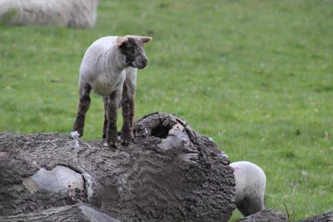 Lamb on a log Stock Photos