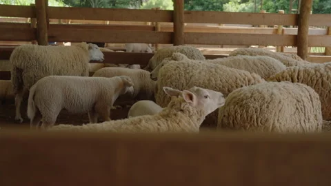 Lamb Looking Up Among Woolly Sheep Flock in Shaded Wooden Barn Pen Stock Footage 346076892