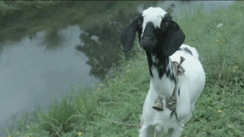 Lamb looking at camera Video stock 200968932