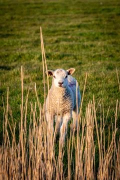 A Lamb Looking at the Camera Foto stock