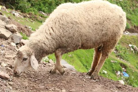 Lamb Looking For fresh Grass Stock Photos