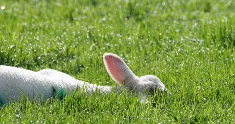 A lamb lying down in a field in Austwick, Yorkshire Dales, UK. Stock Footage 255637770