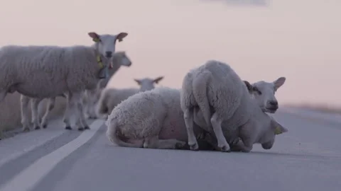 Lamb lying down next to its mother. Filmed on Dovrefjell mountains, Norway. Stock Footage 277408542