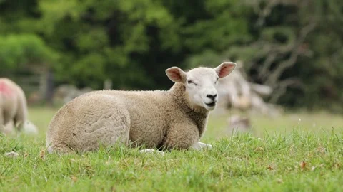 Lamb Lying Down in the Sun, Northern England, UK Video stock 311101590