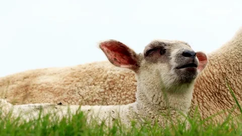Lamb lying in green grass, portrait Stock Footage 194405751