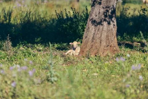 Lamb lying under tree enjoying the sun. Foto stock