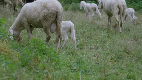 Lamb Meadow Video stock 300262294