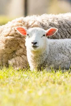 A lamb on the meadow Stock Photos