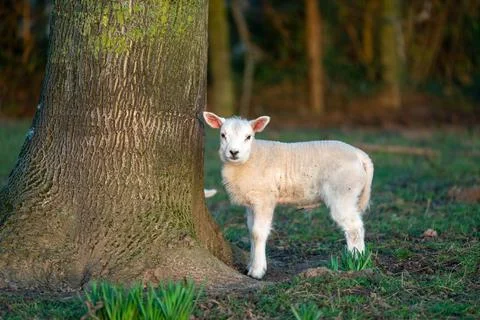 A lamb on the meadow Stock Photos