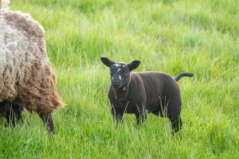A lamb on the meadow Stock Photos