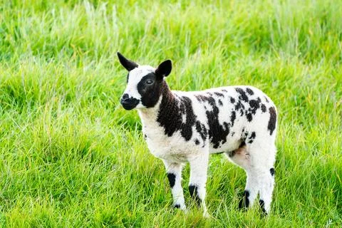 A lamb on the meadow Stock Photos