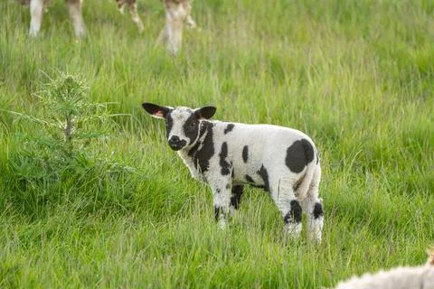 A lamb on the meadow Stock Photos