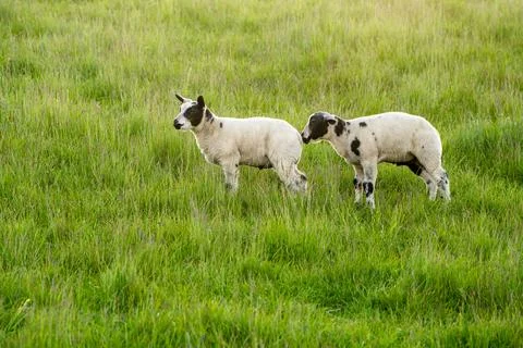 A lamb on the meadow Stock Photos