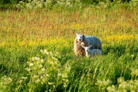 A lamb on the meadow Stock Photos
