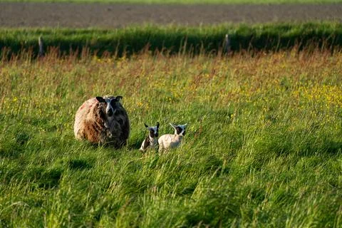 A lamb on the meadow Stock Photos