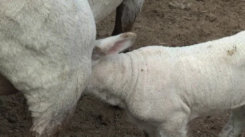 Lamb Milking from Mother 스톡 동영상 79759614
