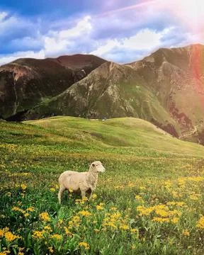 Lamb in mountain pasture  Stock Photos