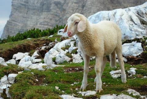 Lamb in the mountains 스톡 사진