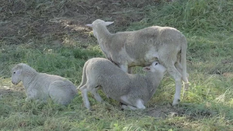 Lamb nursing from ewe in a grassy field Stock-Footage 331259897