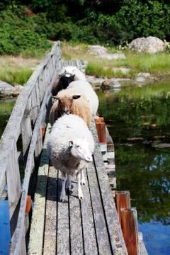 Lamb on the old bridge Stockfoto's
