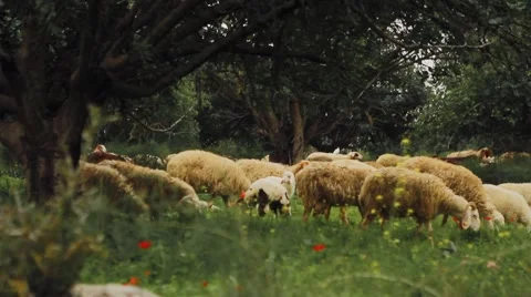 Lamb in olive tree field. Video stock 57648806