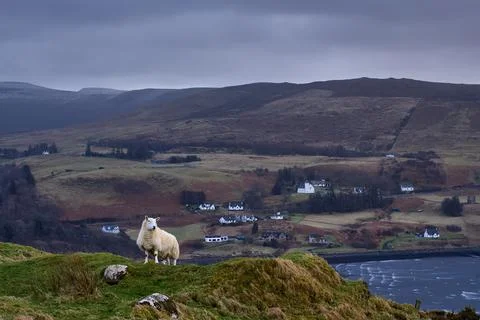 Lamb or sheep on grassy cliffs of the Isle of Skye. Scottish Highlands. near  Stock Photos