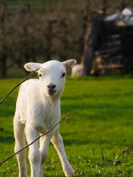 Lamb outside in the meadow during Easter Foto stock
