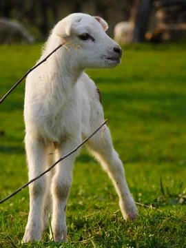 Lamb outside in the meadow during Easter Stock Photos
