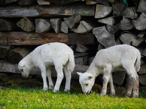Lamb outside in the meadow during Easter Stock Photos