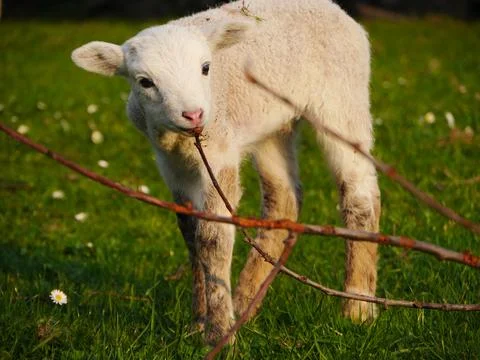 Lamb outside in the meadow during Easter Foto stock