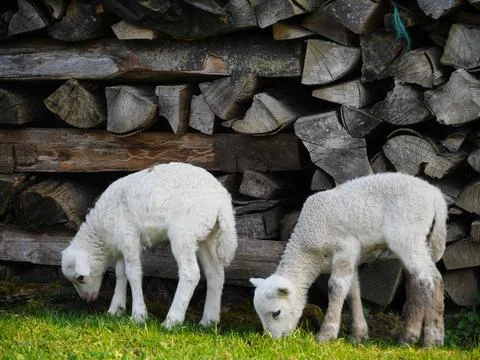 Lamb outside in the meadow during Easter Foto stock
