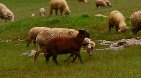 Lamb On A Pasture Stock Footage 52724398