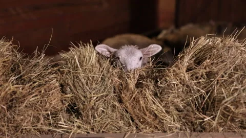 Lamb peeking, Barn lamb, Straw bed Stock Footage 301217485