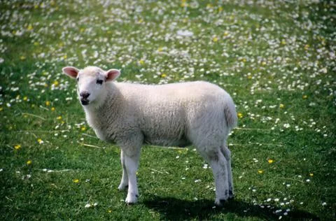 Lamb Foto stock