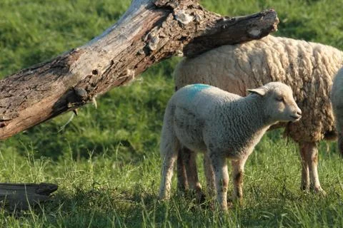 Lamb Stock Photos