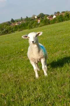 Lamb Stock Photos
