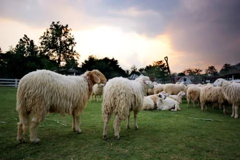 Lamb Stock Photos