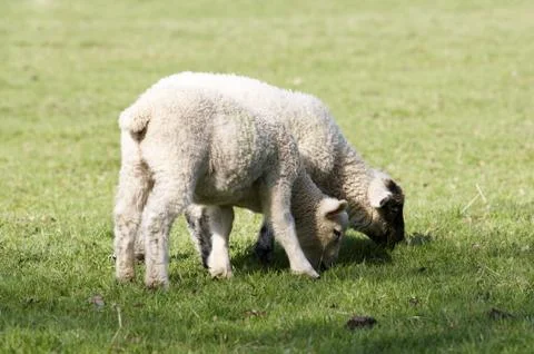 Lamb Stock Photos