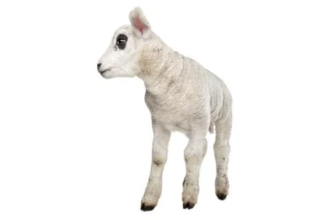 Lamb Stock Photos