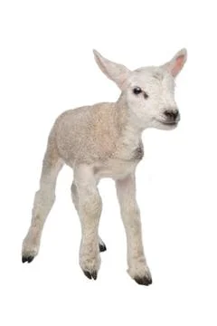 Lamb Stock Photos