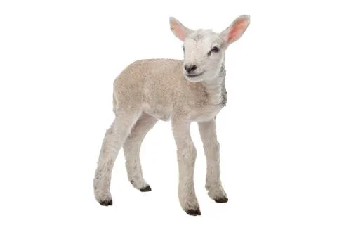 Lamb Stock Photos