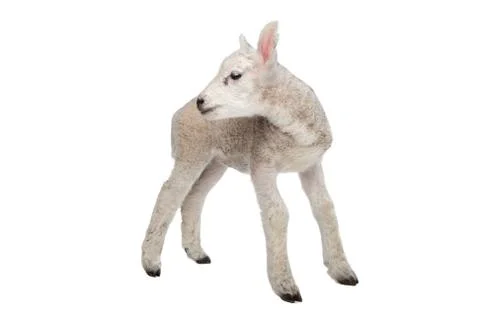 Lamb Stock Photos