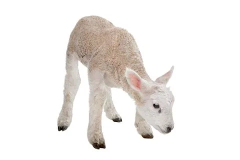 Lamb Stock Photos