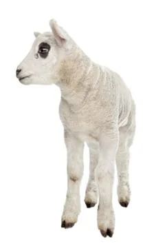 Lamb Stock Photos