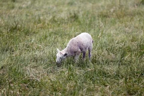 Lamb Stock Photos